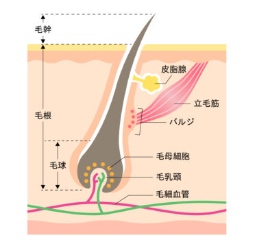 フィナステリド、ミノキシジル、デュタステリドが1番安いクリニックは？