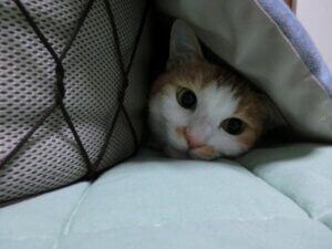 外出キャンセル　界隈