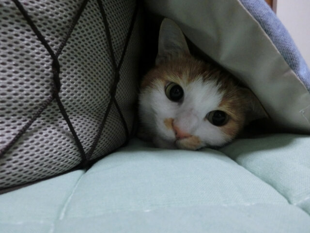 外出キャンセル 界隈