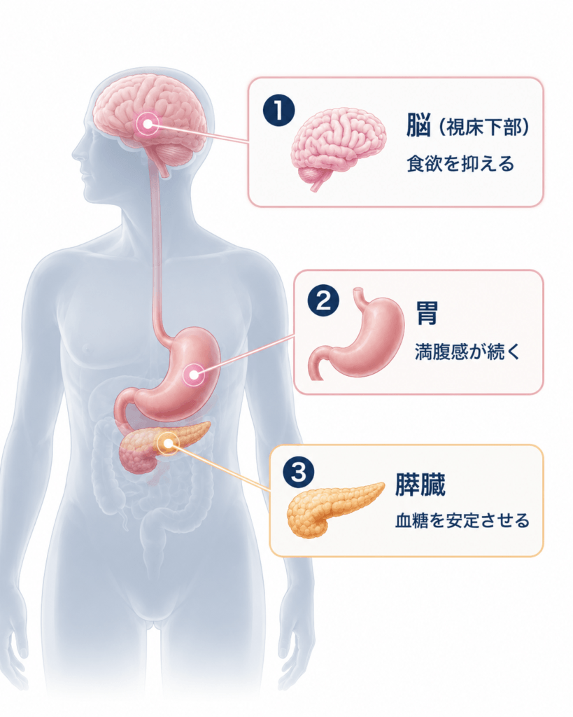 GLP1製剤の作用機序
