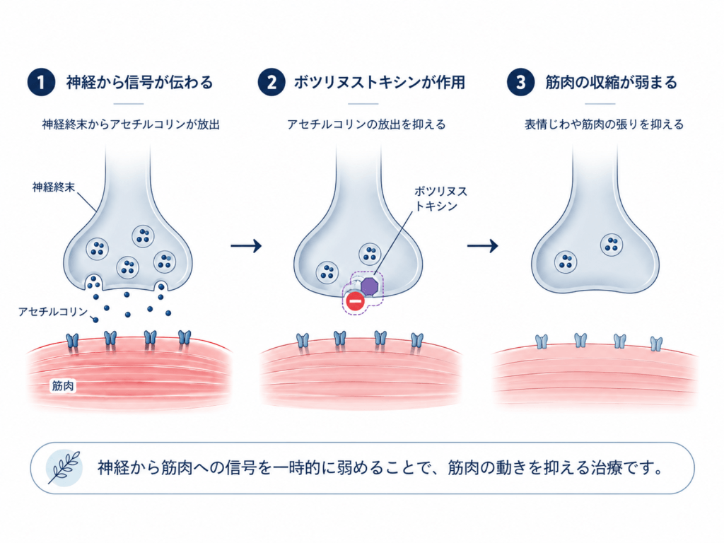 ボトックス　作用機序
