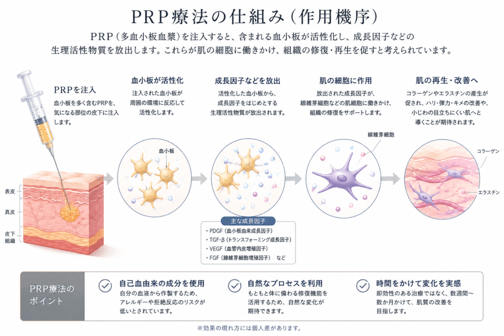 PRP　作用機序