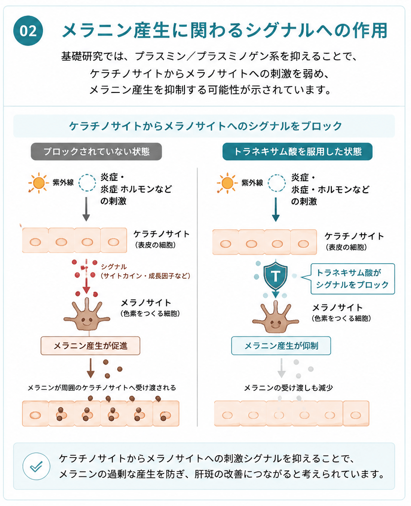 トラネキサム酸がケラチノサイトからメラノサイトへの刺激シグナルを弱め、メラニン産生を抑える可能性を示した図