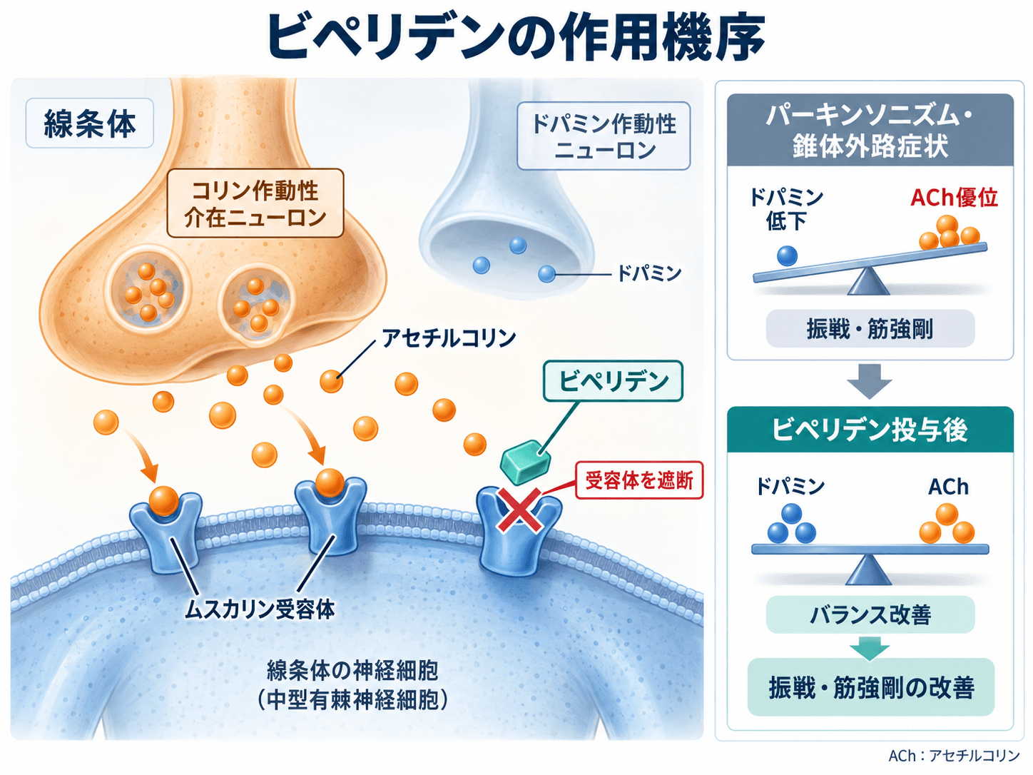 ビペリデン(アキネトン)の効果・作用機序・副作用・使い方を詳しく解説 2 ビペリデン(アキネトン)の作用機序。線条体のムスカリン受容体を遮断し、ドパミンとアセチルコリンのバランスを調整する