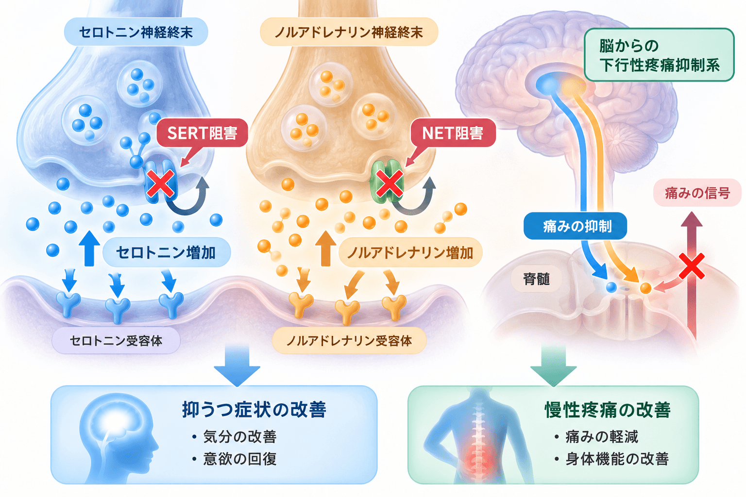 サインバルタ（デュロキセチン）の作用機序