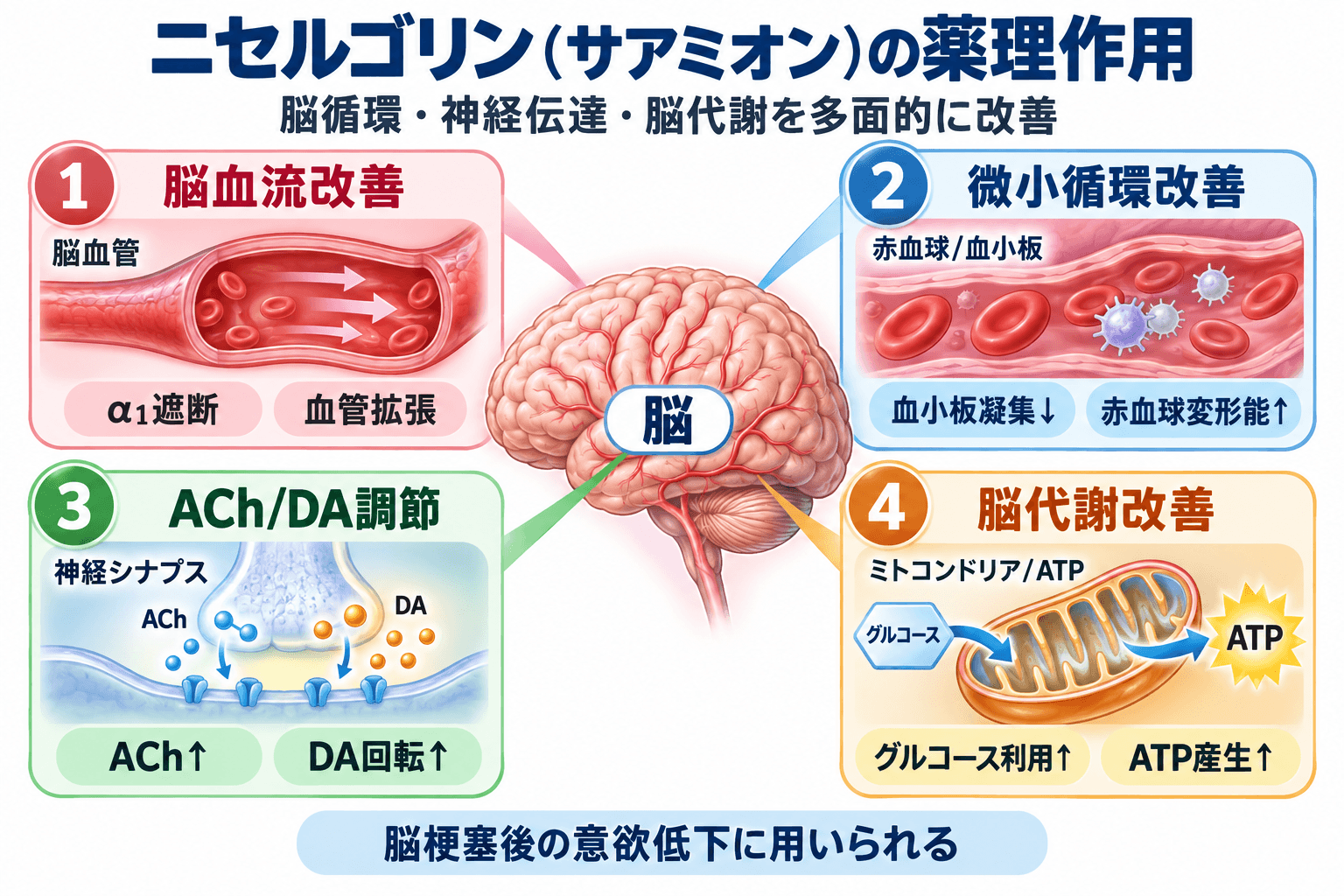 ニセルゴリン（サアミオン）の作用機序。脳血流改善、微小循環改善、アセチルコリン・ドパミン神経伝達、脳代謝改善を示す図