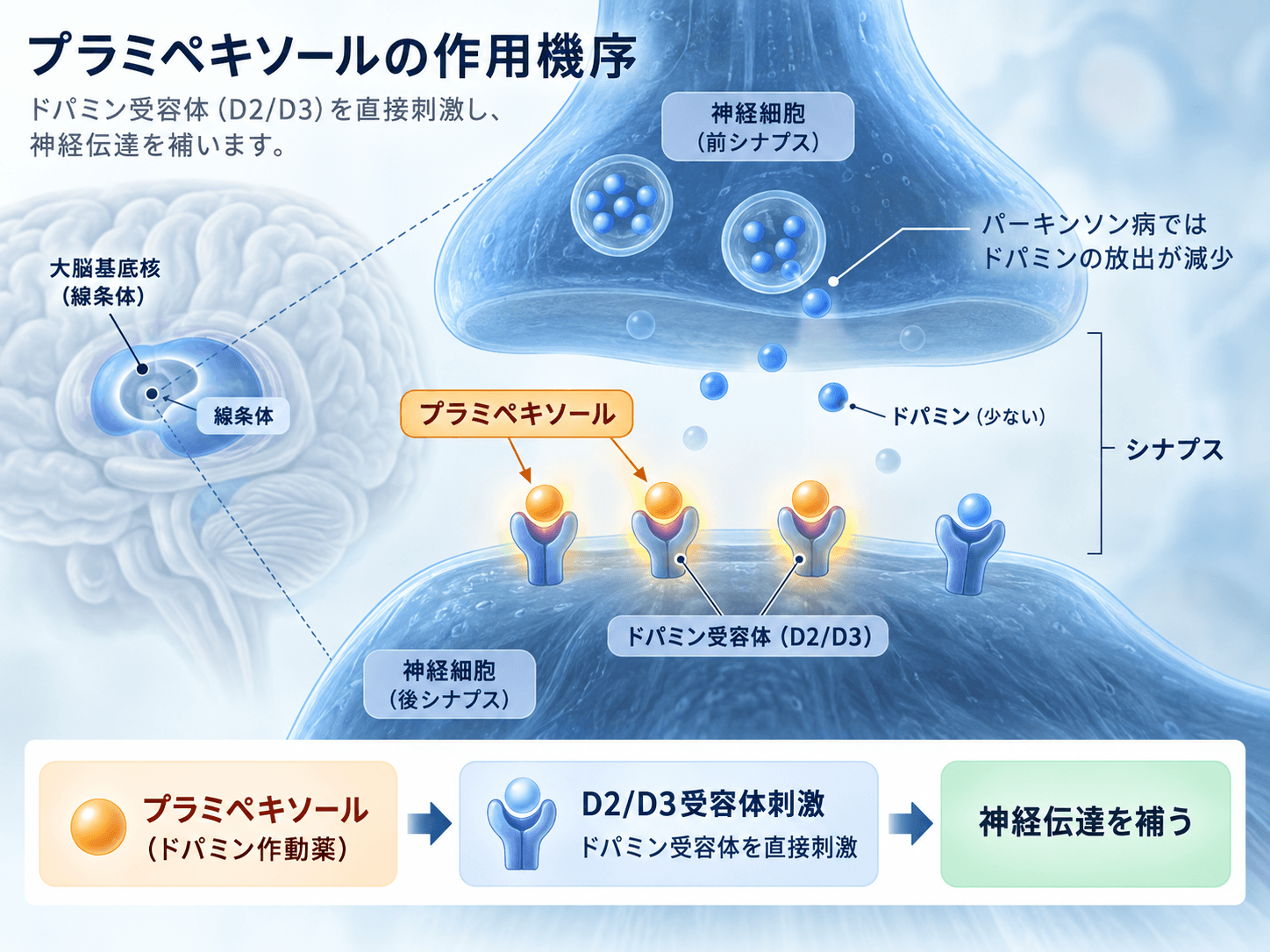 プラミペキソールの作用機序。D2・D3ドパミン受容体を直接刺激する様子