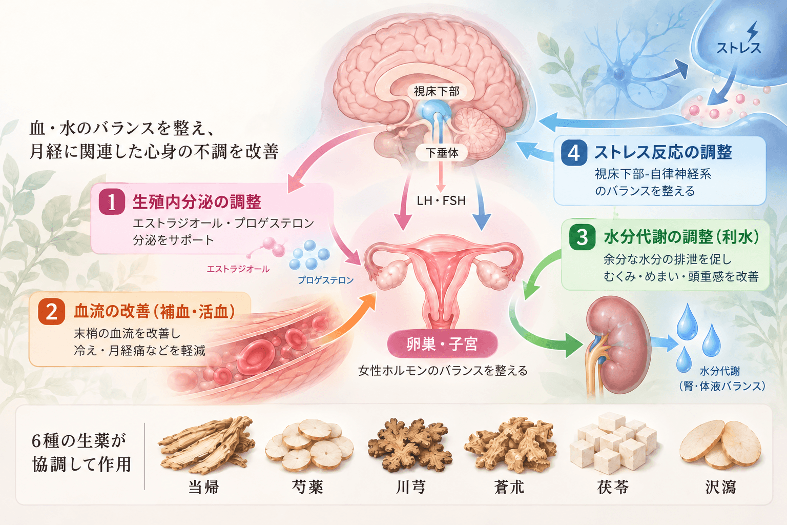 当帰芍薬散の作用機序を示す薬理学的模式図