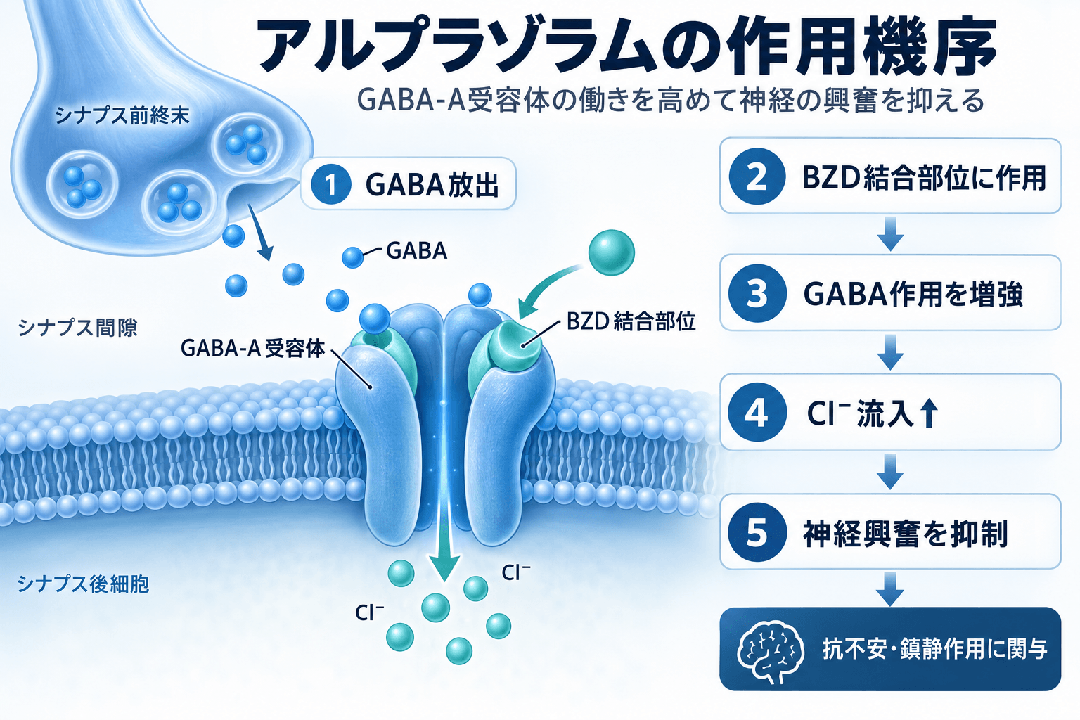 アルプラゾラムの作用機序 GABA-A受容体とベンゾジアゼピン結合部位