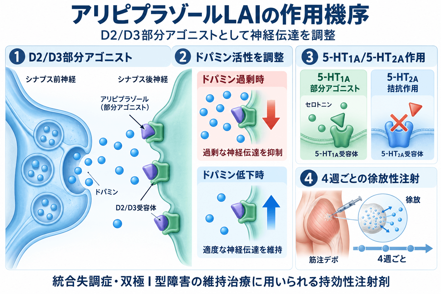 【精神科専門医解説】エビリファイ持続性水懸筋注用(アリピプラゾールLAI)とは?効果・副作用・使い方と再発予防を解説 2 アリピプラゾールLAI(エビリファイ持続性水懸筋注用)の作用機序