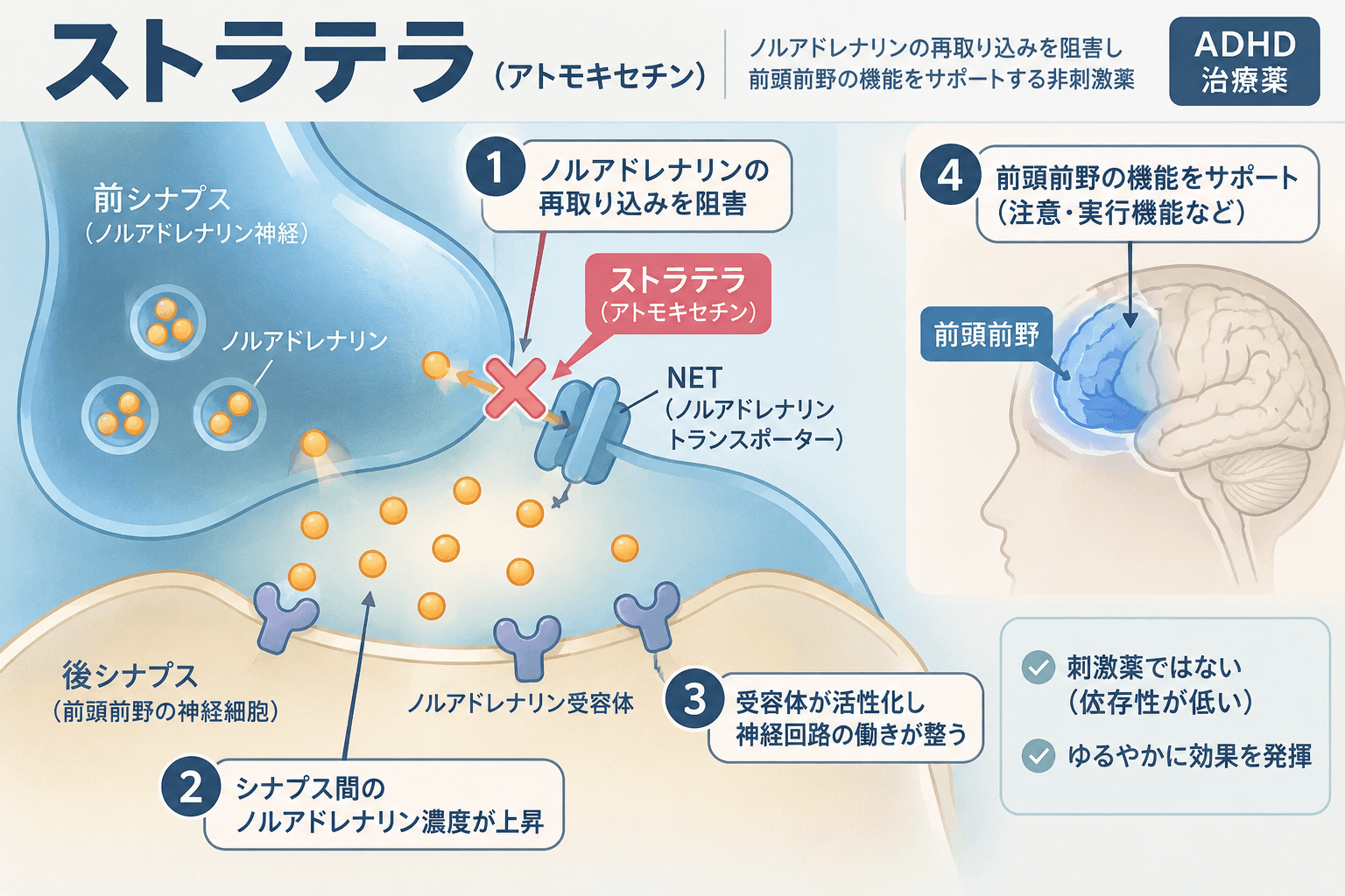 【精神科医専門医解説】アトモキセチン(ストラテラ)の効果・作用機序・副作用|ADHD治療と飲み忘れ・中断時の対応 2 ストラテラ(アトモキセチン)の作用機序|ノルアドレナリントランスポーターNET阻害