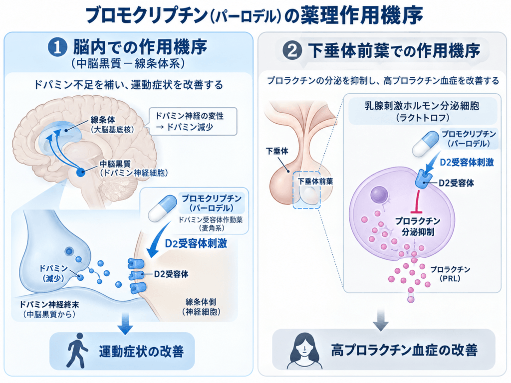 ブロモクリプチン（パーロデル）の作用機序。黒質線条体系のD2受容体刺激と下垂体でのプロラクチン分泌抑制
