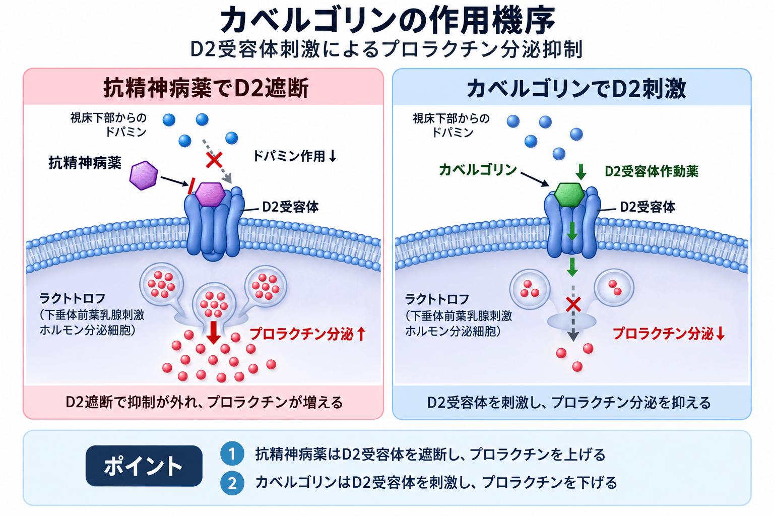 カベルゴリン(カバサール)の効果・作用機序・副作用・注意点を徹底解説 2 カベルゴリン(カバサール)の作用機序|D2受容体刺激によるプロラクチン分泌抑制