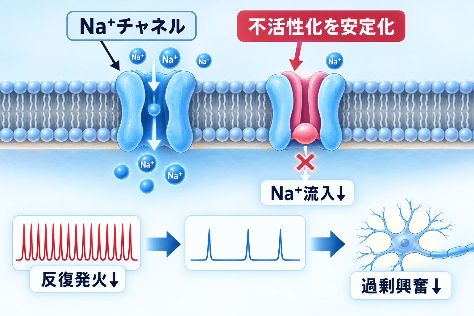 カルバマゼピンによる電位依存性ナトリウムチャネル抑制の作用機序