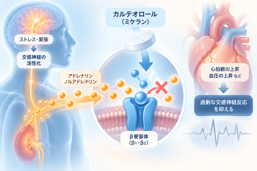 カルテオロール(ミケラン)とは?効果・副作用・アカシジアへの使用を解説 2 カルテオロール(ミケラン)の作用機序。β1・β2受容体を遮断する仕組み