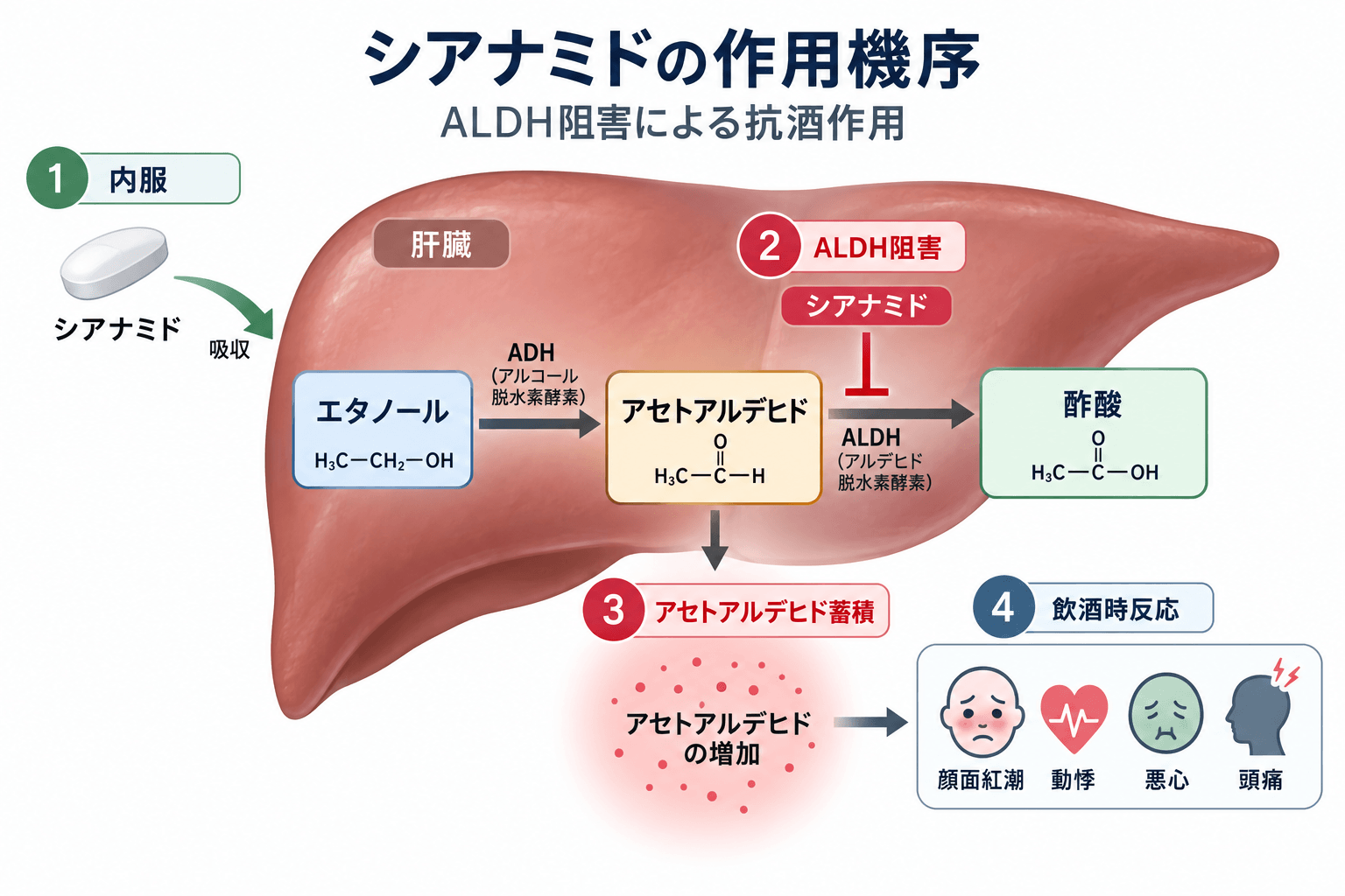シアナミドの作用機序 ALDH阻害とアセトアルデヒド蓄積