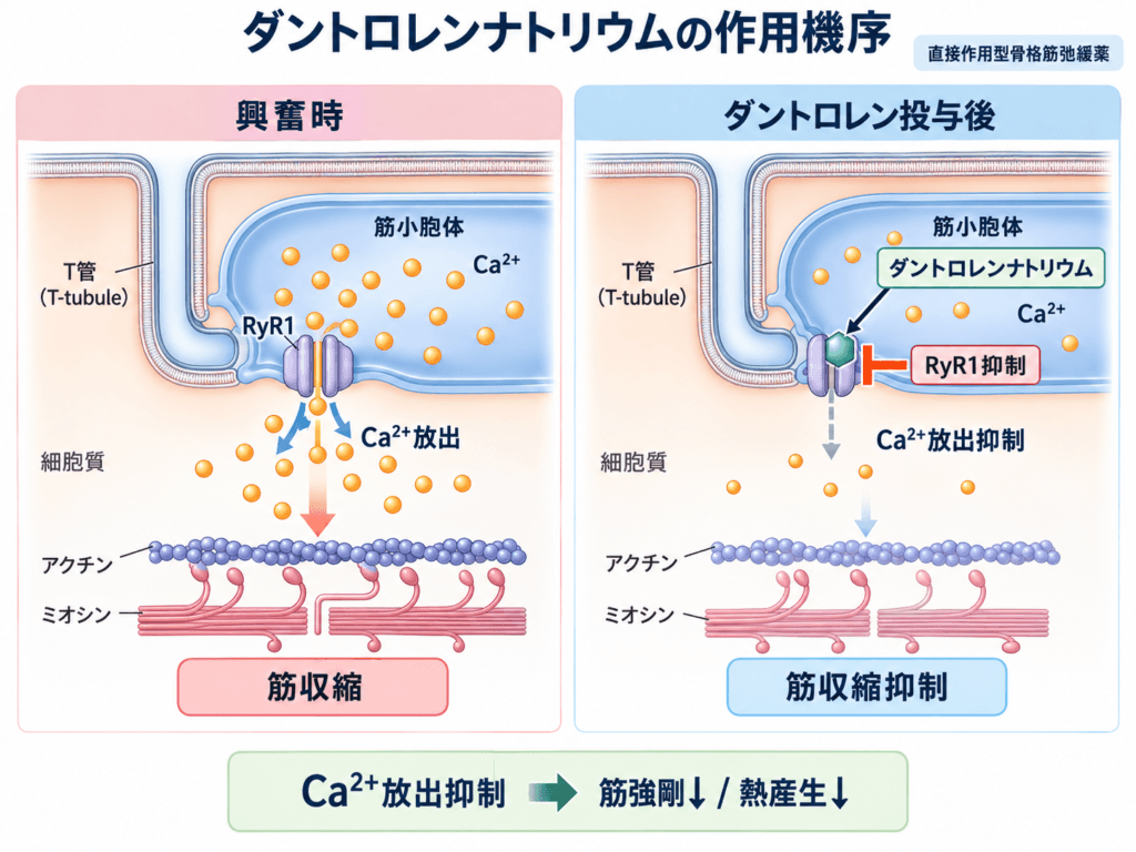 ダントロレンナトリウム(ダントリウム)とは?効果・副作用・作用機序・悪性症候群への使い方 2 ダントロレンナトリウムの作用機序。筋小胞体からのカルシウム放出を抑制して筋収縮を低下させる
