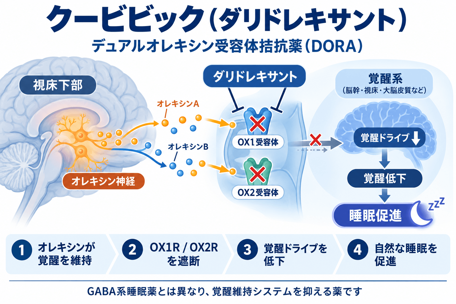 クービビック（ダリドレキサント）の作用機序。OX1受容体とOX2受容体を遮断し覚醒システムを抑制する