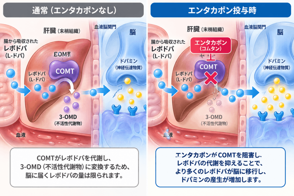 エンタカポン（コムタン）が末梢COMTを阻害しレボドパの作用時間を延長する作用機序