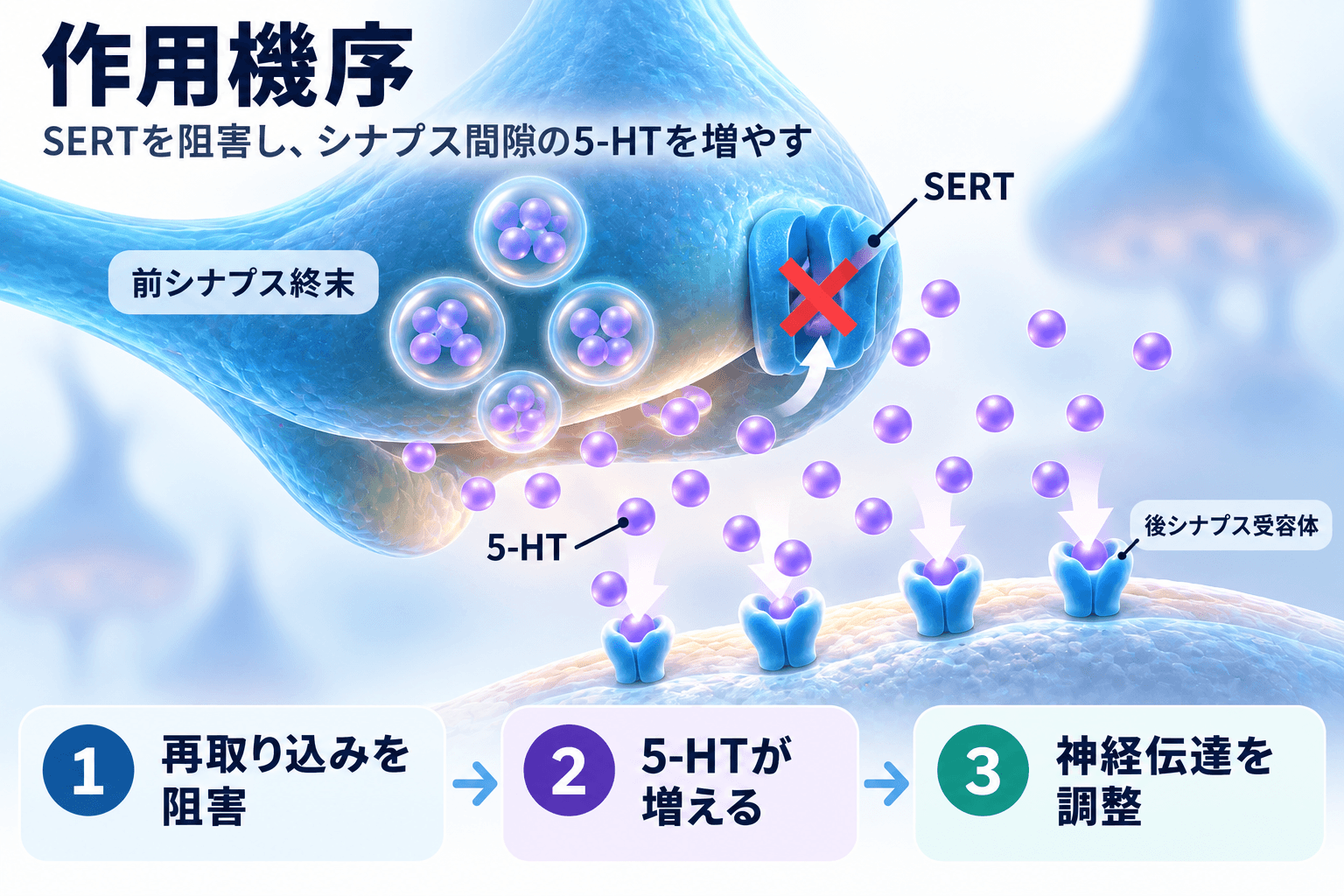 レクサプロ（エスシタロプラム）の作用機序