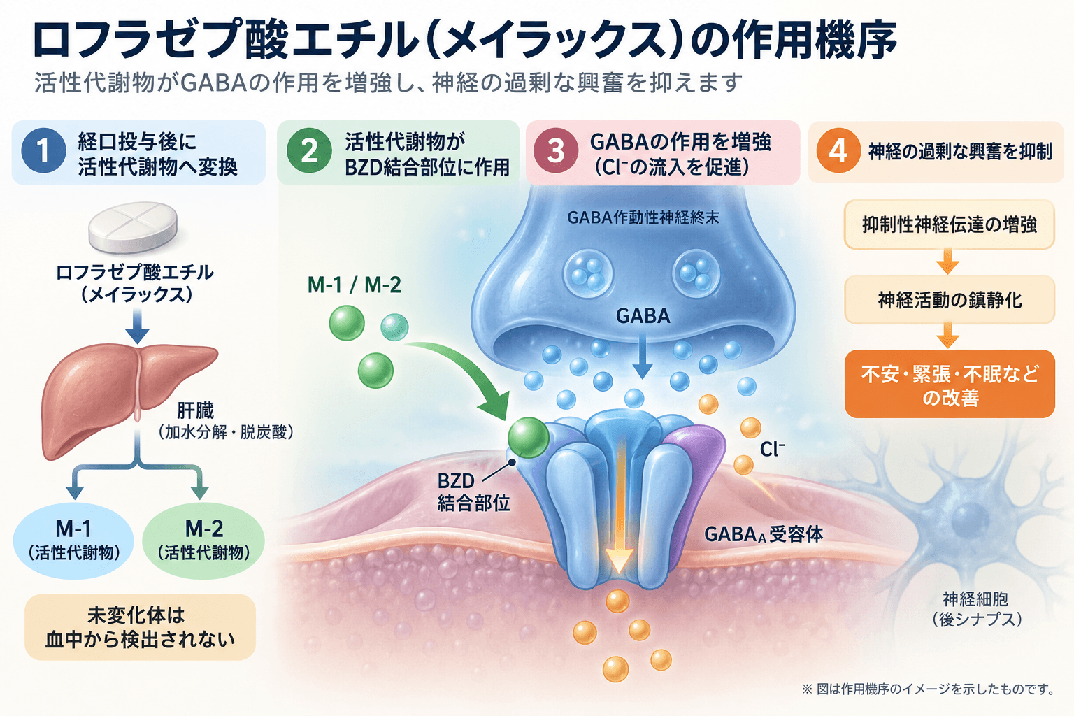 【精神科専門医解説】メイラックス(ロフラゼプ酸エチル)の効果・作用機序・副作用|半減期110〜122時間と依存・減薬 2 メイラックス(ロフラゼプ酸エチル)の作用機序