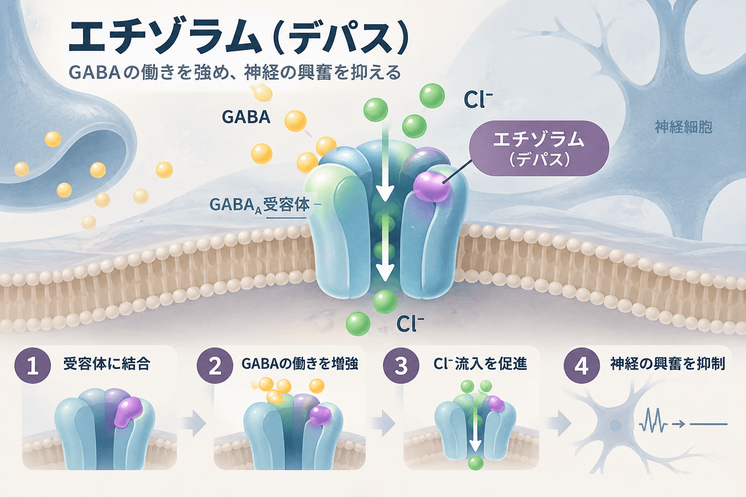エチゾラム（デパス）の作用機序。GABA-A受容体を介してGABAの作用を増強し塩化物イオン流入を促進して神経興奮を抑える