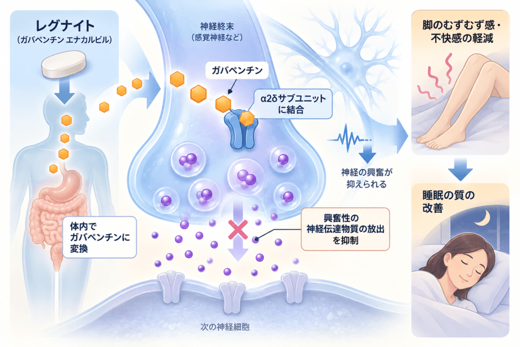 レグナイト(ガバペンチン エナカルビル)の作用機序。ガバペンチンに変換された後、α2δサブユニットに作用しカルシウム流入と興奮性神経伝達物質の放出を抑える
