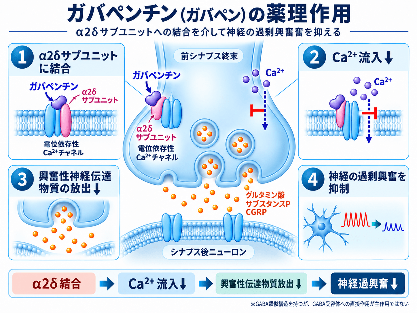 ガバペンチンの作用機序。電位依存性カルシウムチャネルのα2δサブユニットへの結合によりカルシウム流入と興奮性神経伝達物質放出を抑制する
