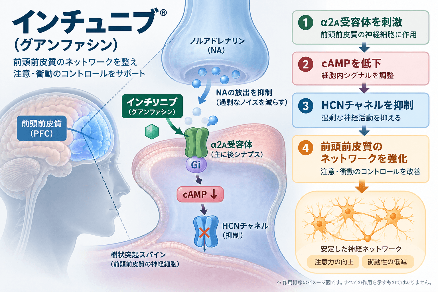 インチュニブ（グアンファシン）の作用機序｜α2Aアドレナリン受容体と前頭前皮質