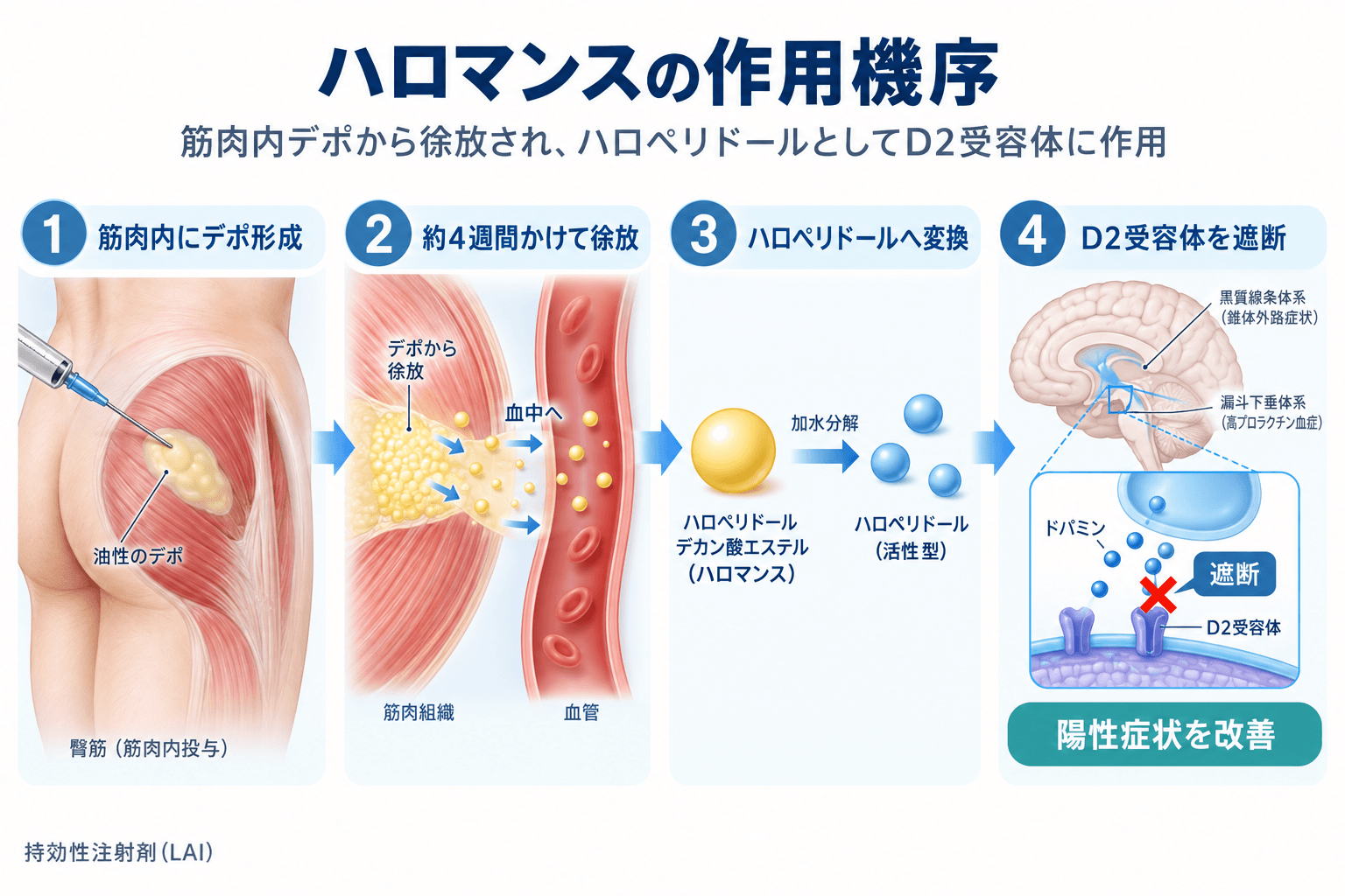 【精神科専門医解説】ハロマンス(ハロペリドール持効性注射剤)の効果・副作用と使い方|LAIによる統合失調症治療 2 ハロマンスの作用機序。筋肉内デポから徐放され、ハロペリドールへ変換された後、脳内のドパミンD2受容体を遮断する