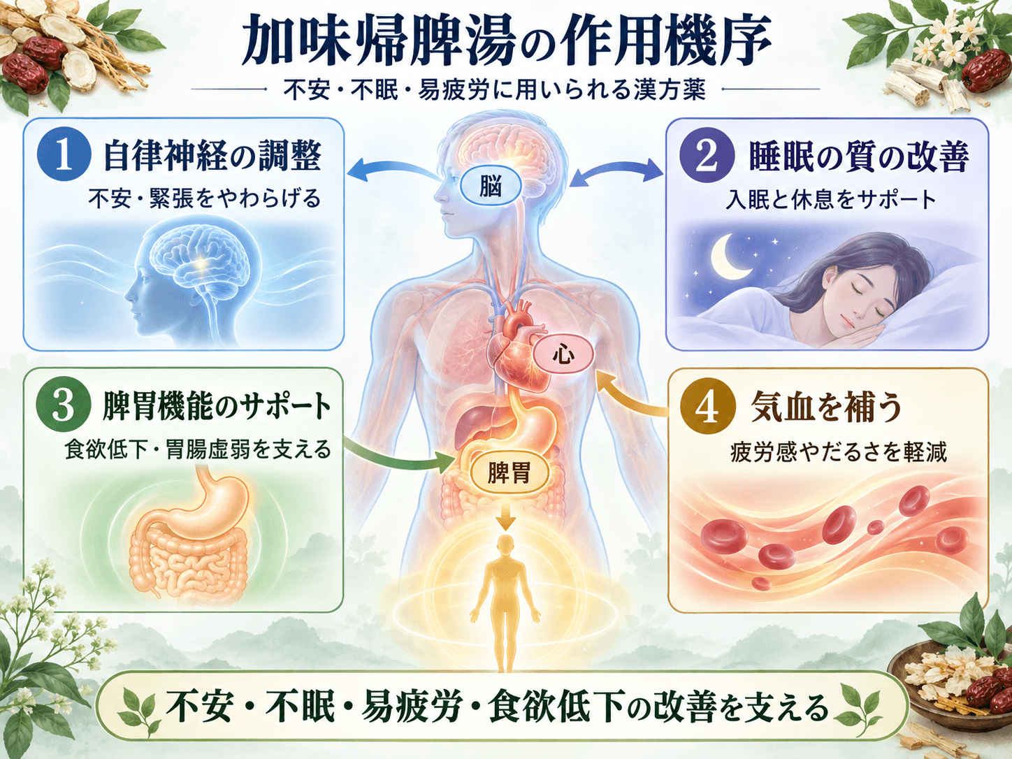 加味帰脾湯の作用機序を示す模式図