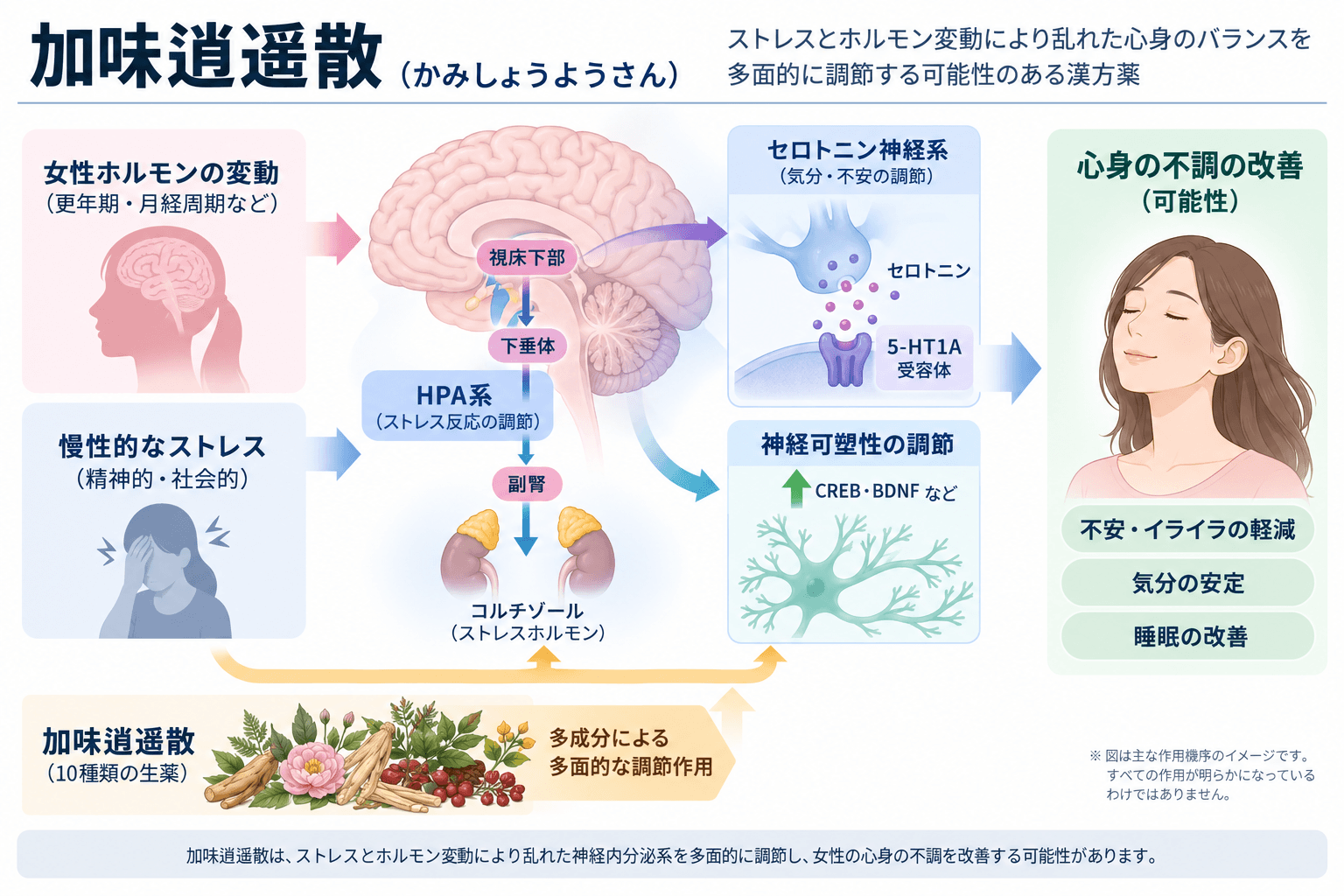 加味逍遥散の作用機序