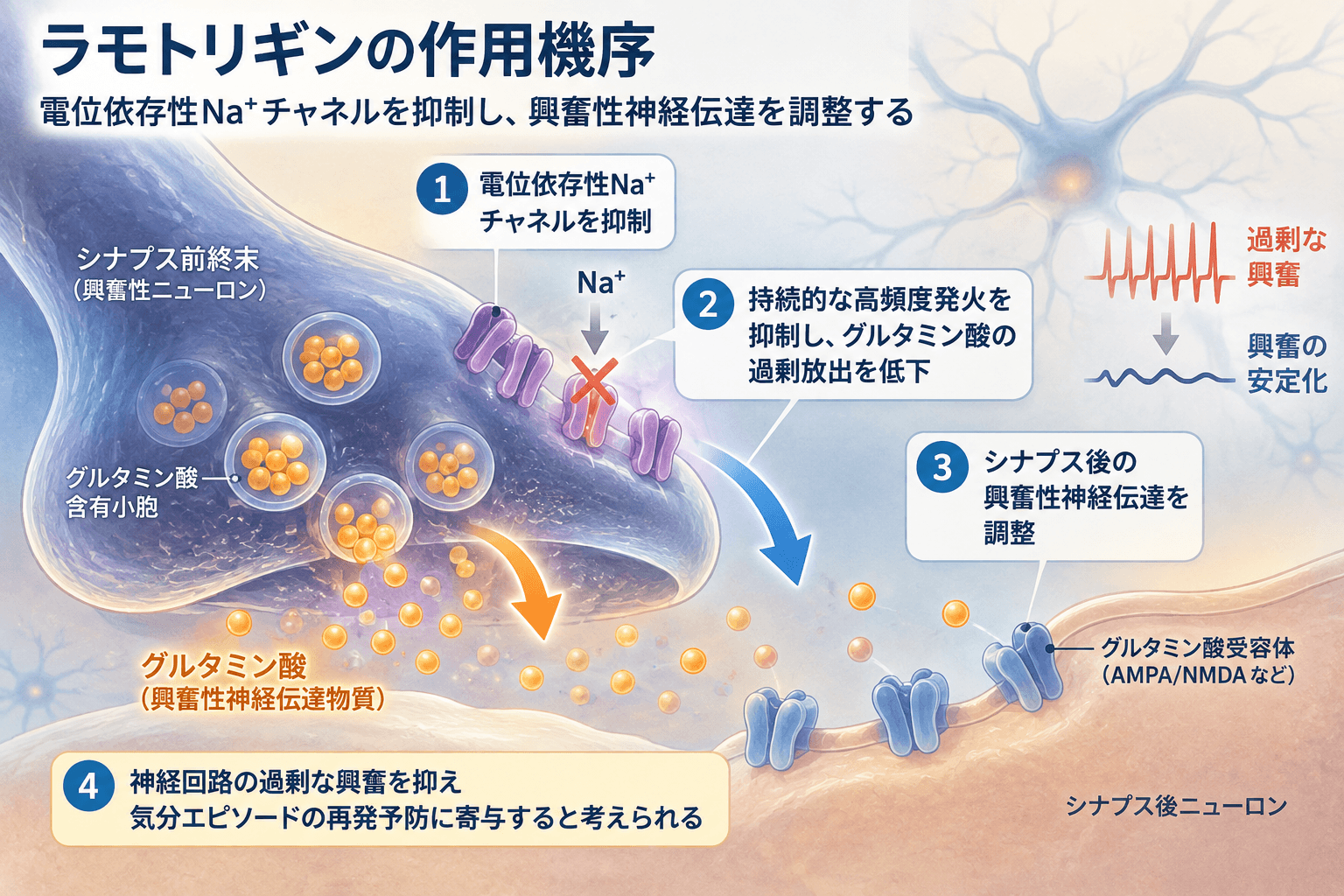ラモトリギンの作用機序。Na+チャネルを抑制しグルタミン酸放出を調節する