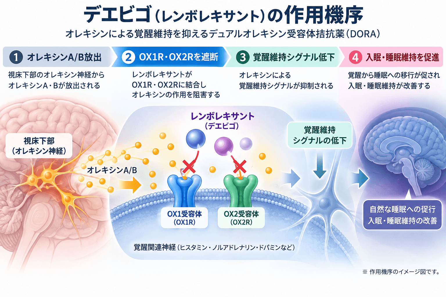 デエビゴ(レンボレキサント)の作用機序