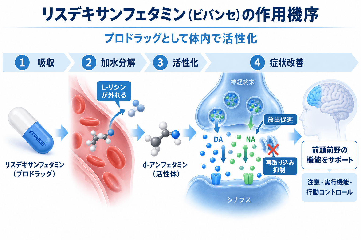 リスデキサンフェタミン(ビバンセ)の作用機序