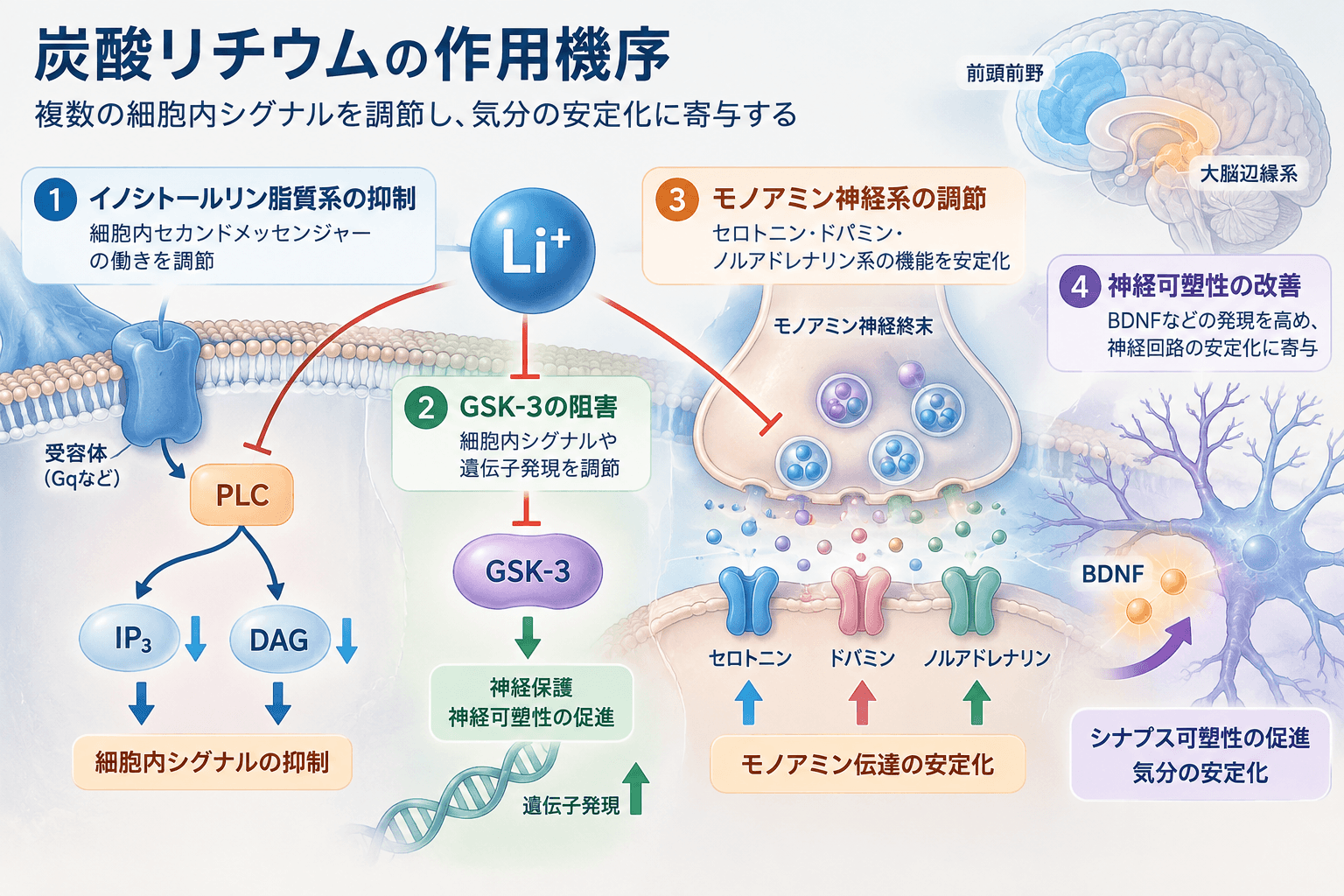 炭酸リチウムの作用機序