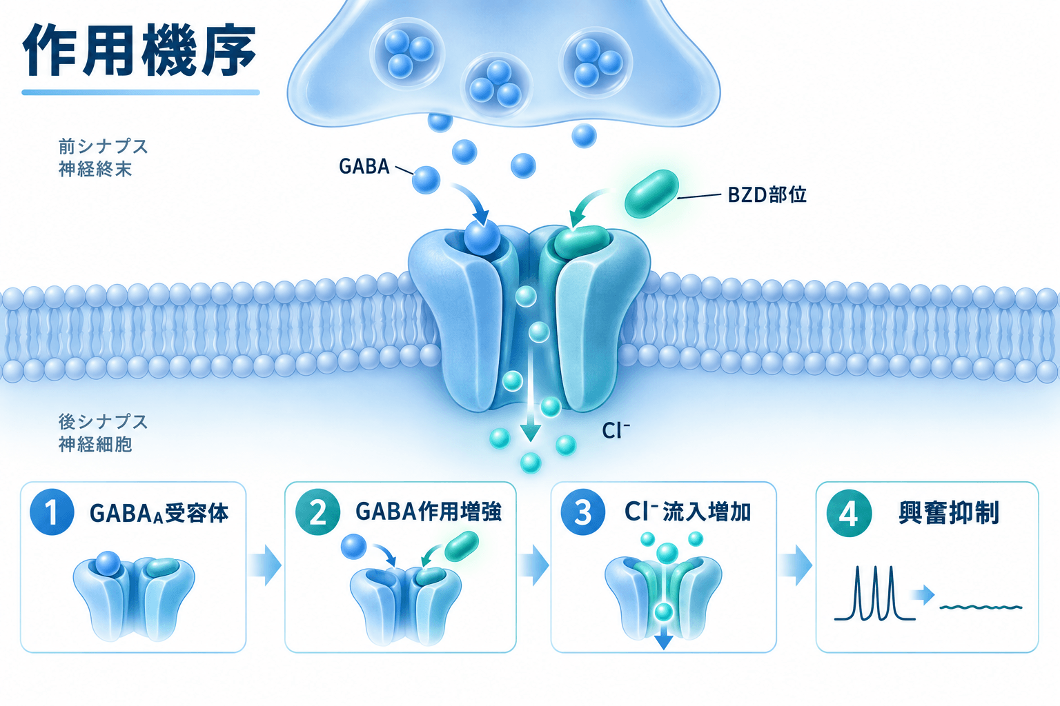ワイパックス（ロラゼパム）の作用機序。GABA-A受容体のベンゾジアゼピン結合部位を介してGABA作用を増強する