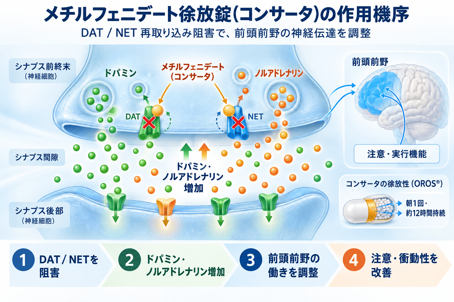 コンサータ（メチルフェニデート徐放錠）の作用機序