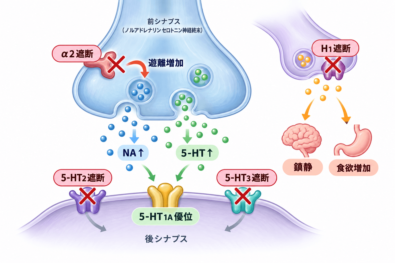 【精神科専門医解説】リフレックス(ミルタザピン)とは?効果・眠気・体重増加・副作用を解説 2 ミルタザピンの作用機序。α2受容体遮断によるノルアドレナリン・セロトニン神経伝達増強、5-HT2・5-HT3受容体遮断、H1受容体遮断を示す