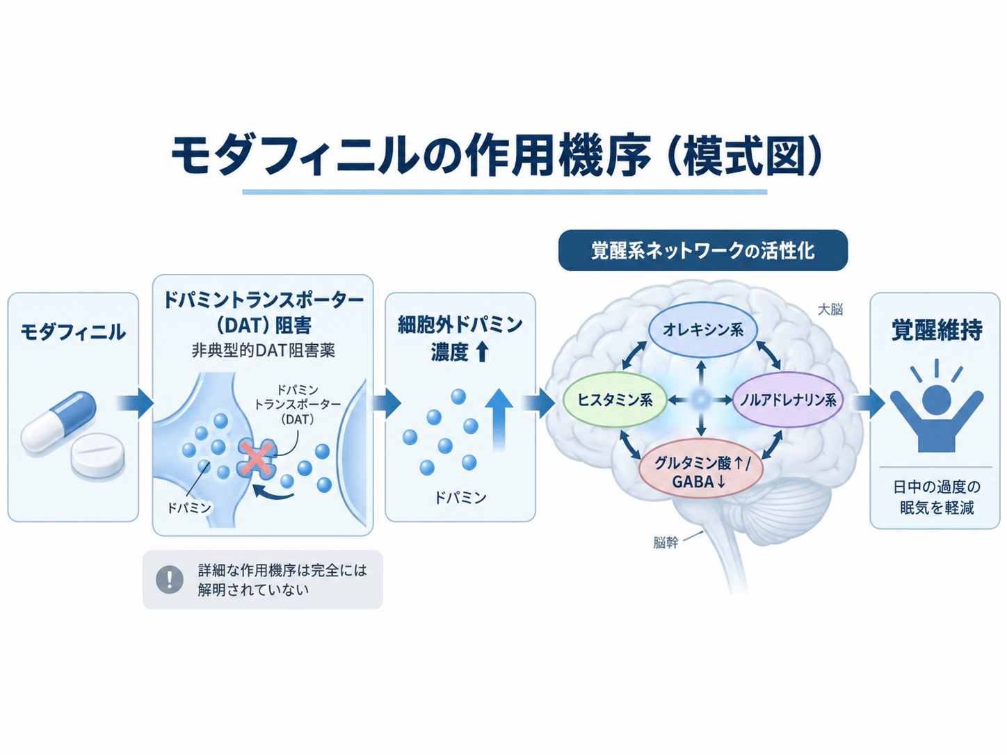 モダフィニル(モディオダール)とは?効果・副作用・作用機序を解説 2 モダフィニル(モディオダール)の作用機序を示す模式図