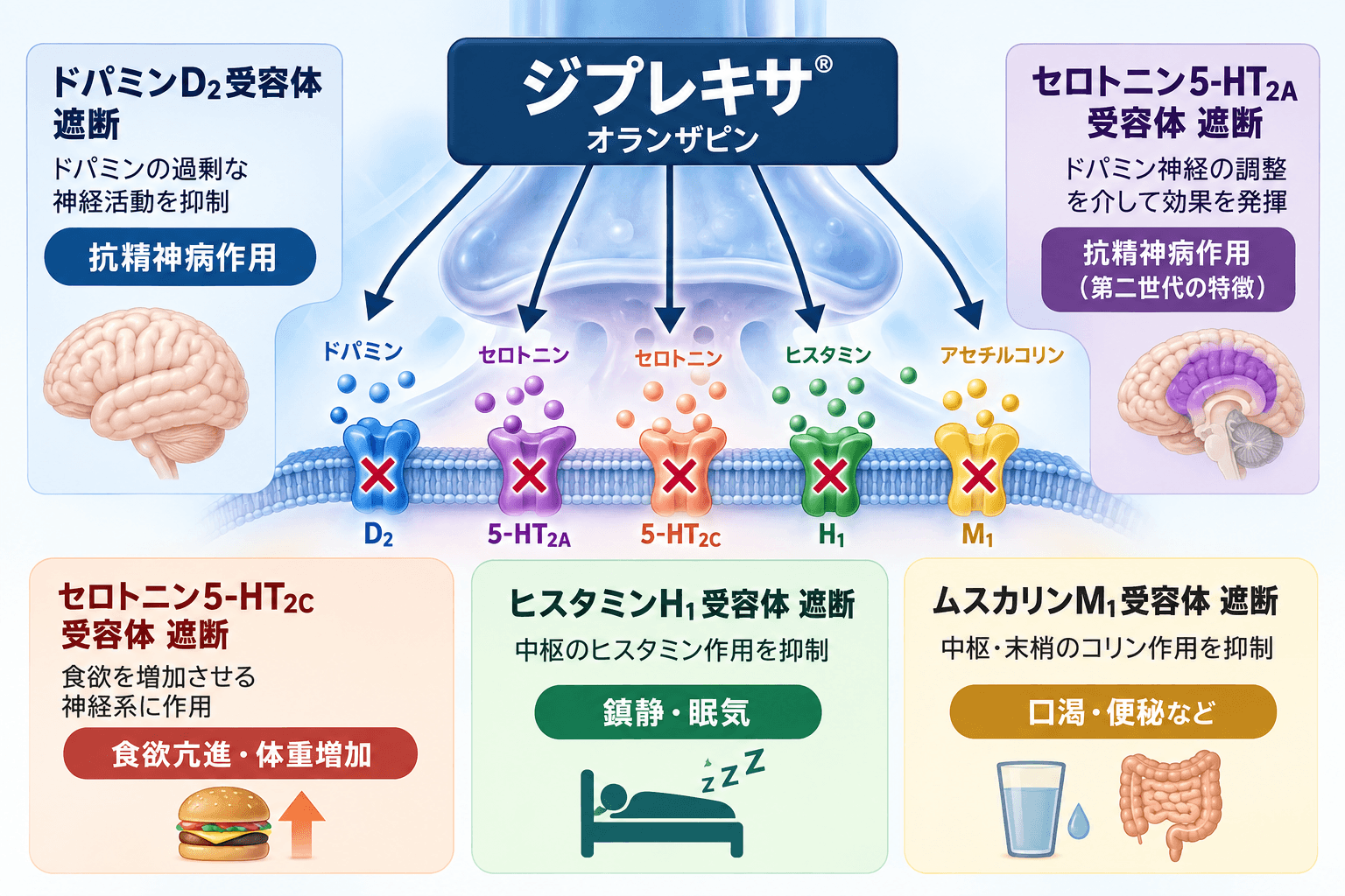 【精神科専門医解説】ジプレキサ(オランザピン)の効果・副作用|統合失調症・双極性障害、体重増加と糖尿病リスクまで 2 ジプレキサ(オランザピン)の作用機序