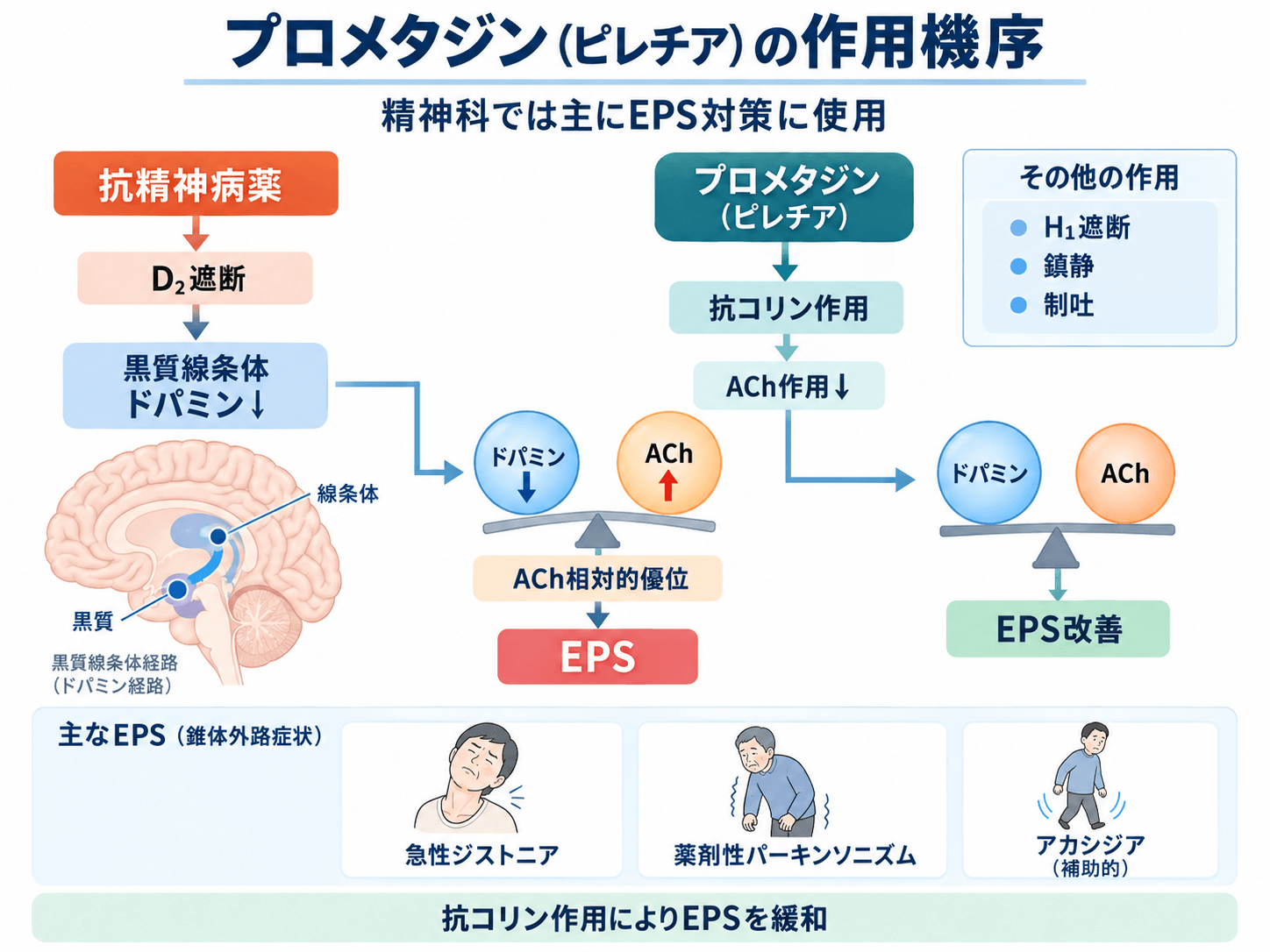 プロメタジン(ピレチア)の効果・作用機序・副作用・腎機能に応じた投与設計を徹底解説 2 プロメタジン(ピレチア)の作用機序。抗精神病薬による黒質線条体ドパミン低下と、プロメタジンの抗コリン作用によるEPS改善を示した図