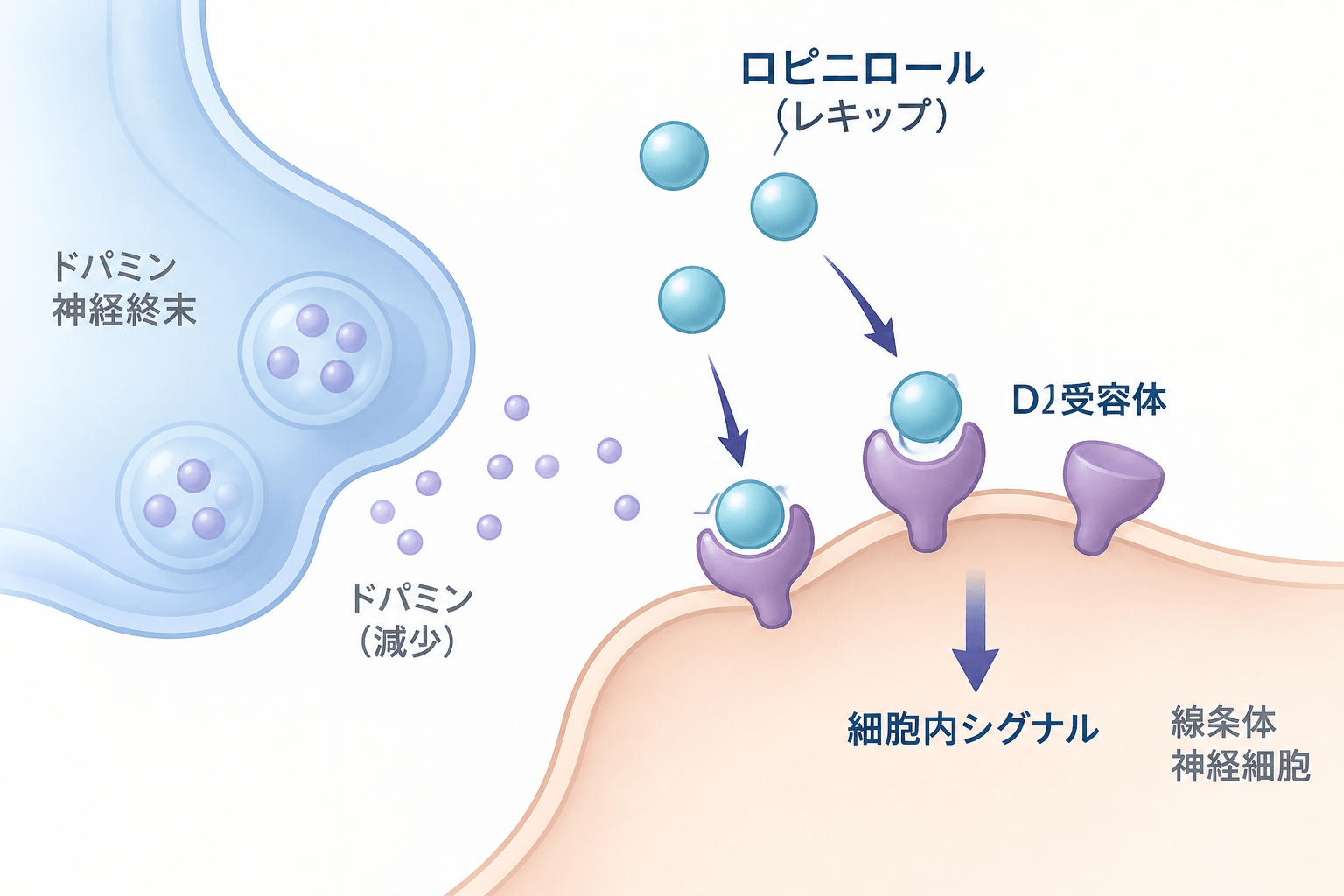 ロピニロール(レキップ)の効果・副作用・作用機序・飲み方を徹底解説 2 ロピニロールがD2・D3受容体を直接刺激する作用機序