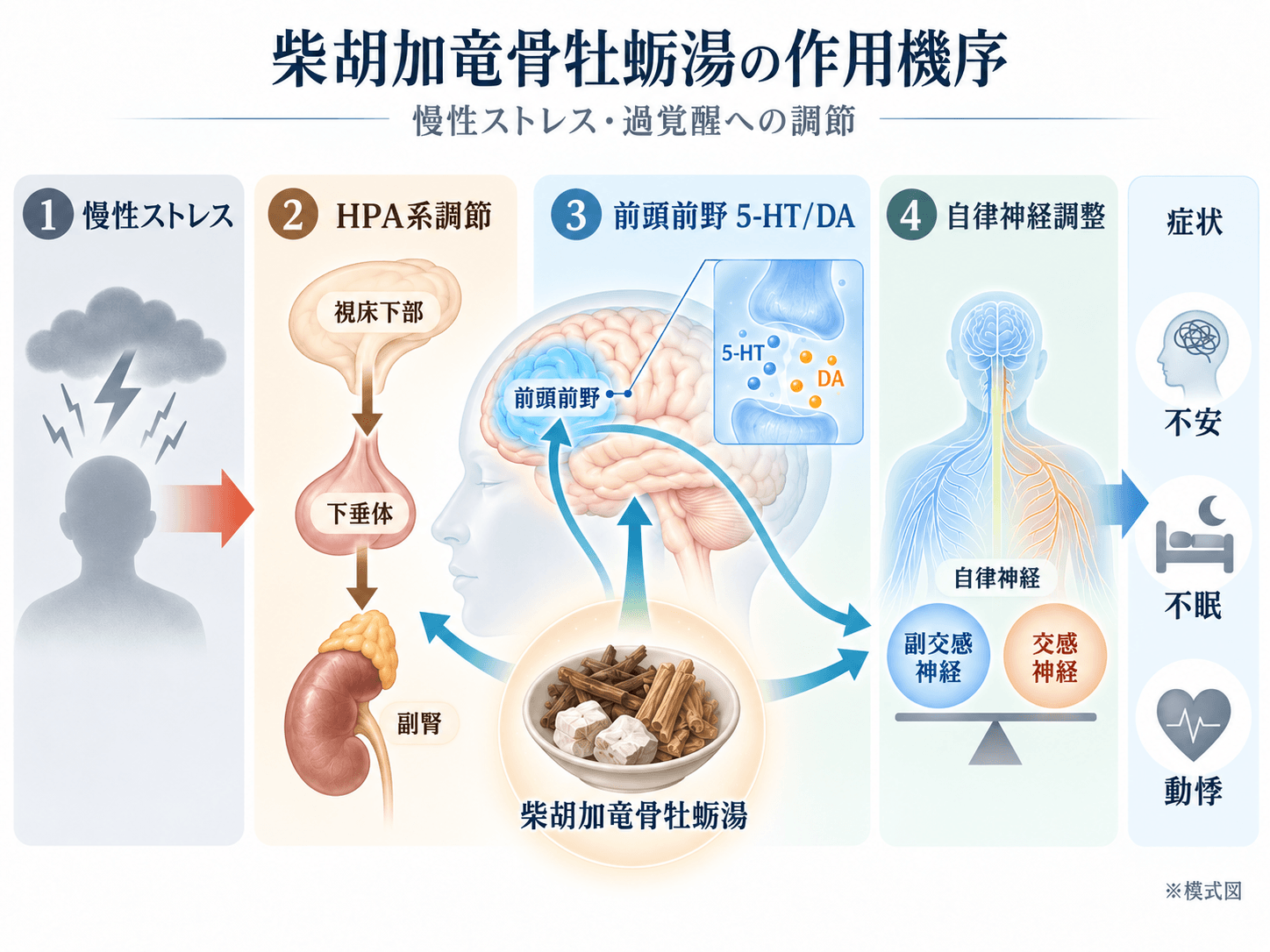 柴胡加竜骨牡蛎湯の作用機序。慢性ストレス、HPA系、前頭前野のセロトニン・ドパミン、自律神経との関連を示した模式図