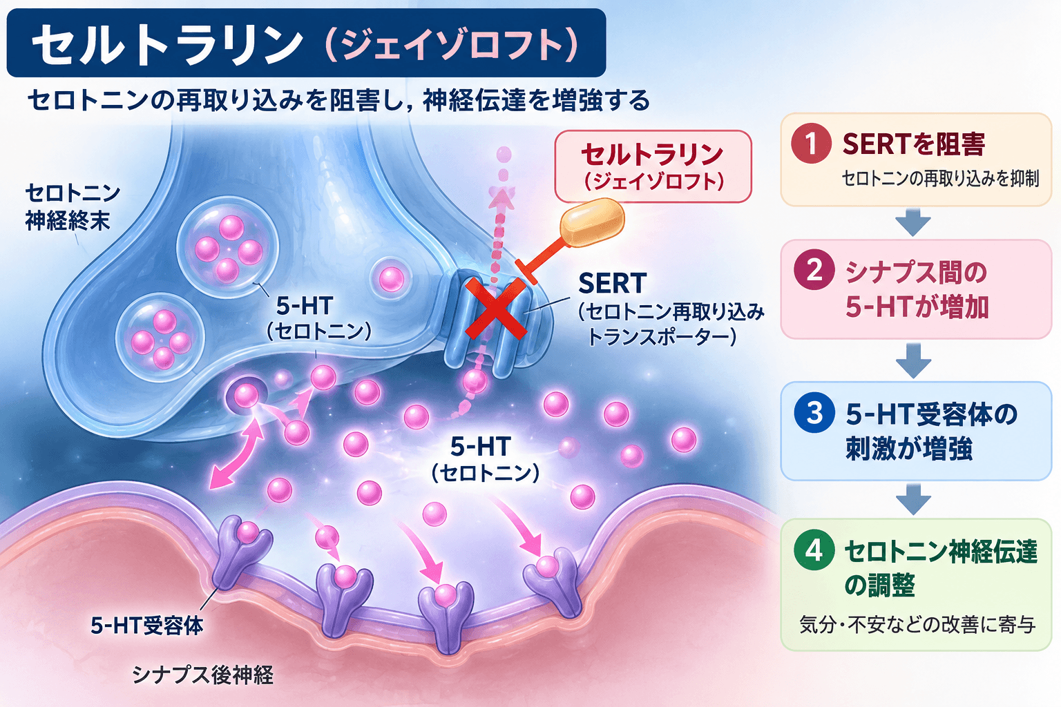 ジェイゾロフト（セルトラリン）の作用機序｜SERT阻害によるセロトニン神経伝達の増強