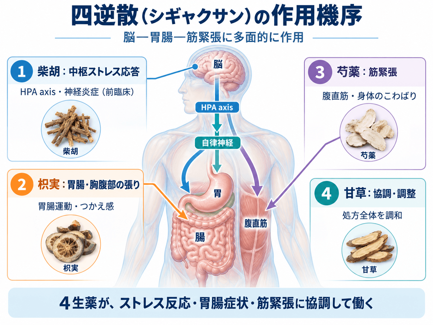四逆散の作用機序。柴胡・枳実・芍薬・甘草と中枢ストレス応答、胃腸、筋緊張との関連を示した図