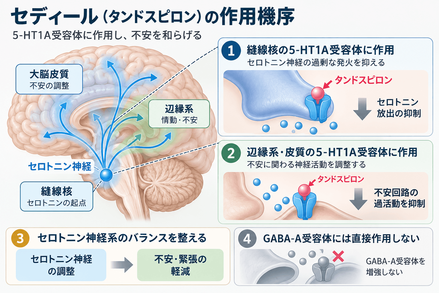セディール(タンドスピロン)の作用機序。5-HT1A受容体を介してセロトニン神経系と不安回路を調整する