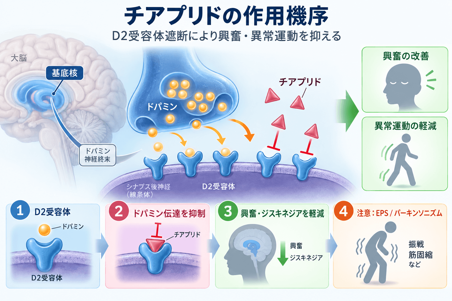 チアプリド（グラマリール）の作用機序。ドパミンD2受容体を遮断し、興奮や異常運動を抑える仕組み