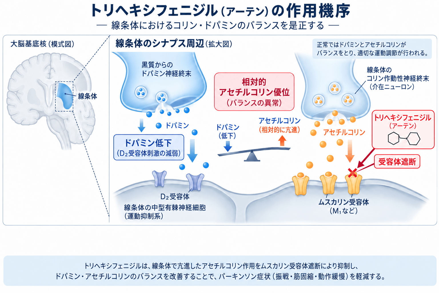 トリヘキシフェニジル（アーテン）の作用機序｜線条体におけるドパミンとアセチルコリンのバランス
