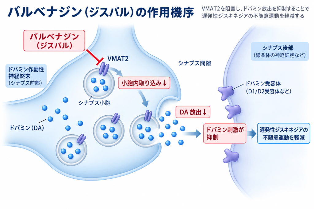 バルペナジン(ジスバルカプセル)とは?|効果・副作用・作用機序・遅発性ジスキネジアへの効果を解説 2 バルベナジン(ジスバル)の作用機序。VMAT2阻害によってドパミン放出が減少する仕組み